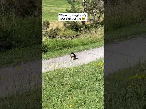 Pomeranian Freaks Out When She Loses Owner π₯Ί #shorts #dog