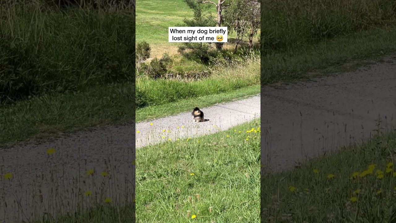 Heartwarming Reaction: Pomeranian Panics When Separated from Owner 🥺