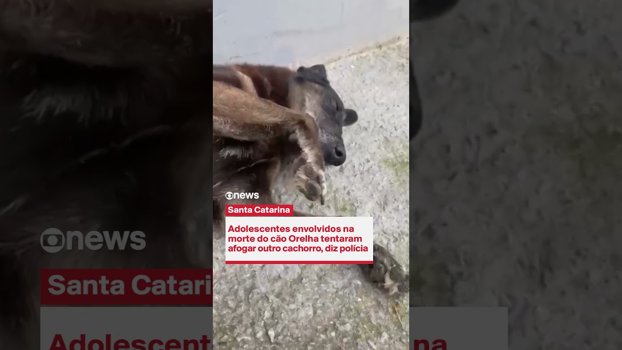 Adolescentes suspeitos de maus-tratos a cães em Florianópolis 🐶