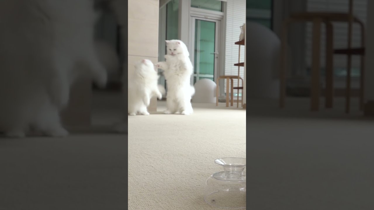 고양이 화났을 때 최초 공개 😾