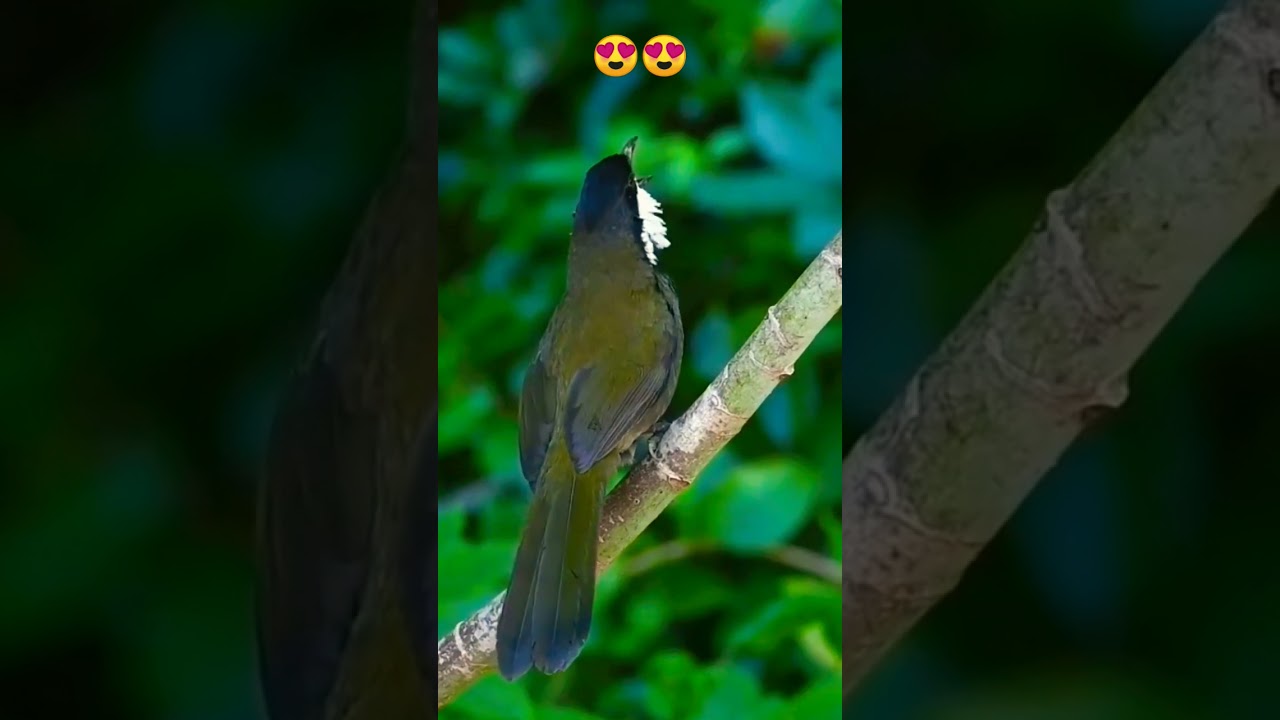 Suara Burung Melengking Asal Eropa 😲