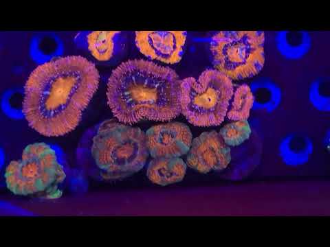 Corals & Art for Reef-A-Palooza NY 2021 🌊