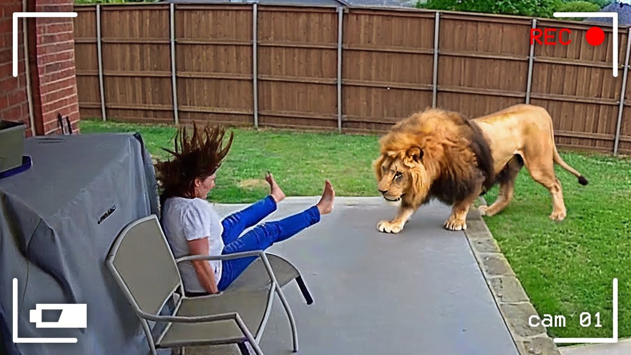 Wild Animals Invade Cities 📸