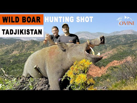 CHASSE DE NUIT DU SANGLIER - TADJIKISTAN - BIG BOARS HUNT