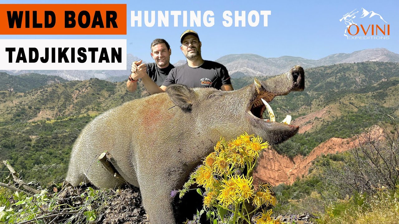 Chasse Nocturne au Sanglier au Tadjikistan 🌙 – Une Aventure Inoubliable avec Ovini Expéditions