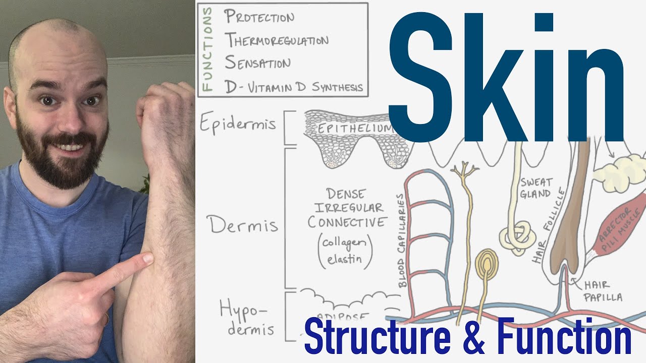 Integumentary System: Skin Structure & Function π§π½βπ