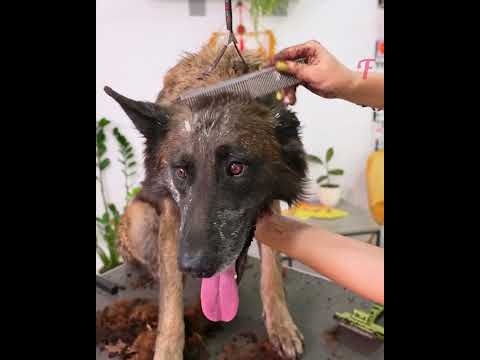 Fateful Encounter: Dog Finds Safe Haven After Bus Mishap #shorts