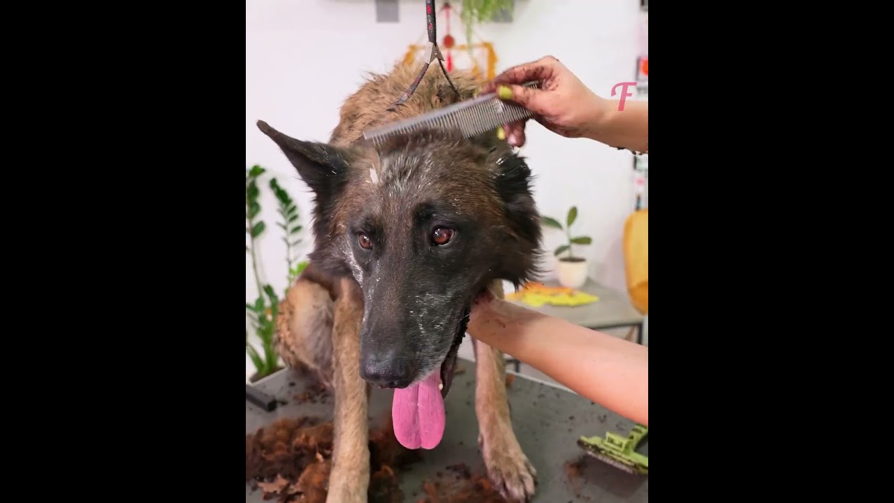 Dog's Miraculous Rescue After Bus Accident 🐶✨