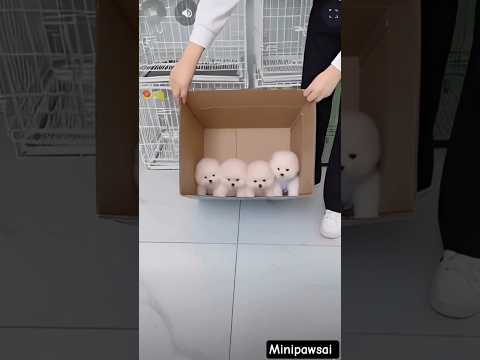 teacup dog breeds/ teacup puppies 🐕 #shorts #dog #toys #cute #puppy