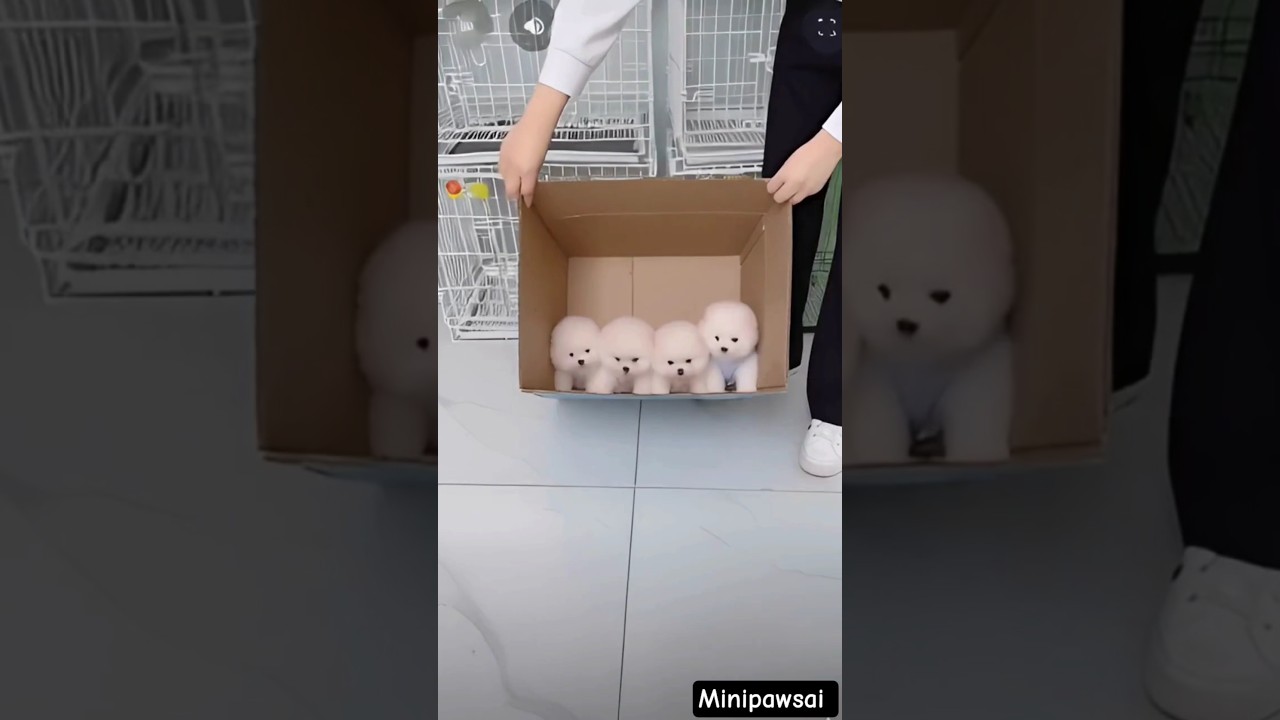 Adorable Teacup Dog Breeds & Tiny Puppies 🐶 | Must-See Cutest Pets