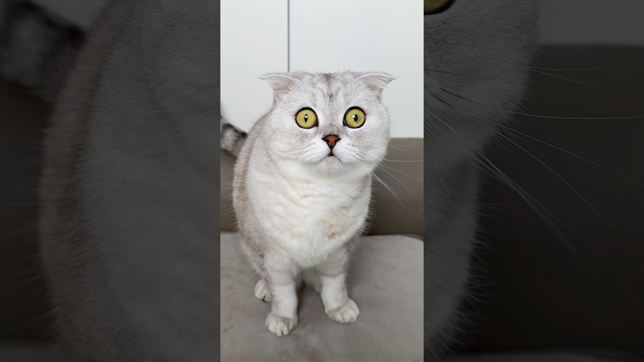 Is She a True Predator? 🐯 Watch Till the End!