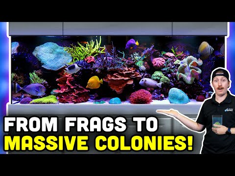 400 Gallon Reef TANK LOADED with Mature Corals! How YOU Can Build One Too!