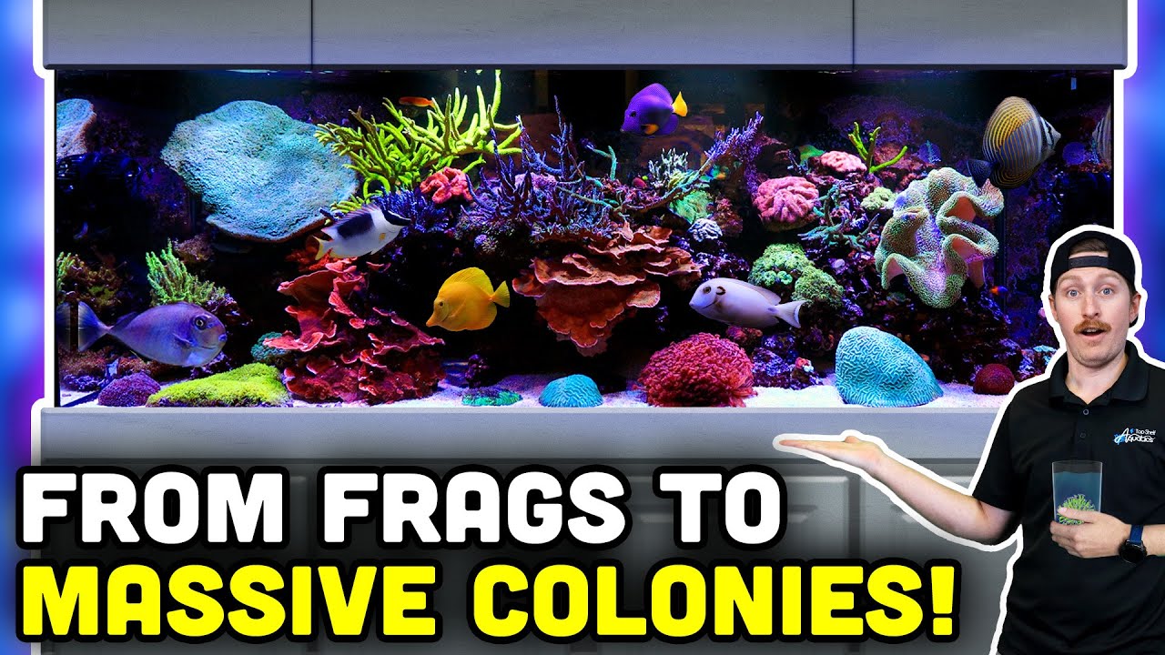 400 Build Your Own 400-Gallon Reef Tank with Stunning Mature Corals! 🌊