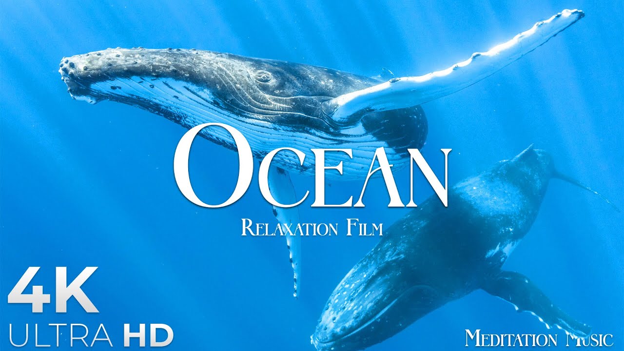 The Ocean (4K UltraHD) - Relaxation Film with Calming Music and Underwater Scenes