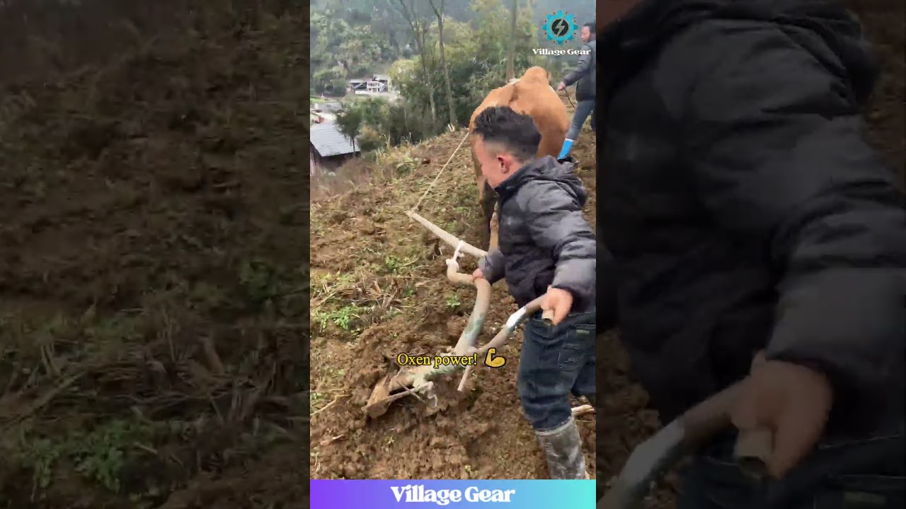 Farming Level: EXTREME! Plowing with Oxen on a Hillside #farming #oldschool #challenge