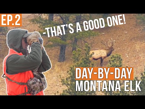 Bull Elk Everywhere! | Montana Elk Hunt (EP.2)