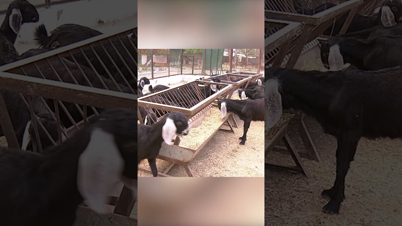 बकरी पालन कैसे करें? | DD Kisan 🐐