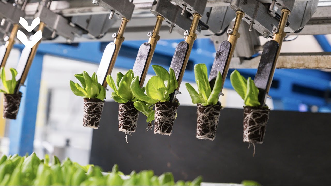 TTA-ISO: Innovators in Indoor Farming 🌱