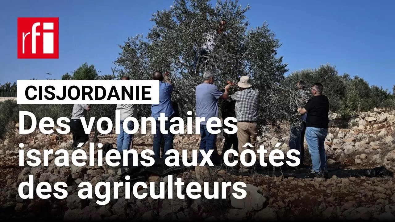 Cisjordanie : Volontaires israéliens soutiennent les agriculteurs palestiniens face aux colons 🌿