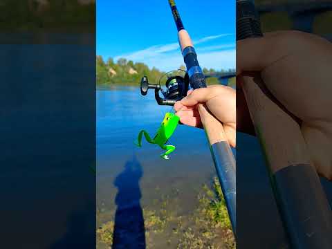 Ловля щуки на лягушку,как правильно #рыбалка #fishing #щука #вопросы #советы