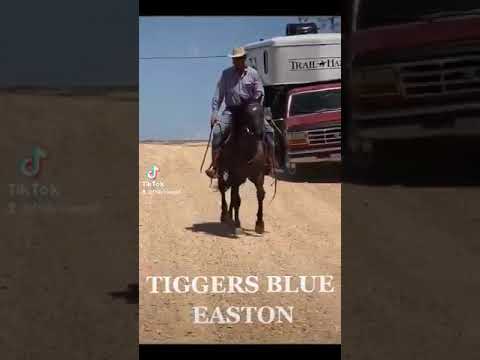 Tiggers Blue Easton: 2015 AQHA Grullo Gelding 🌀