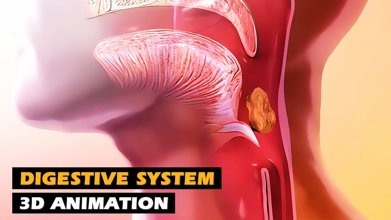 How the Digestive System Works | 3D Animation