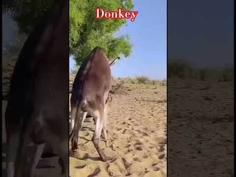 Donkey tharparkar desert thar donkey #animals #desert #animalshorts #donkey