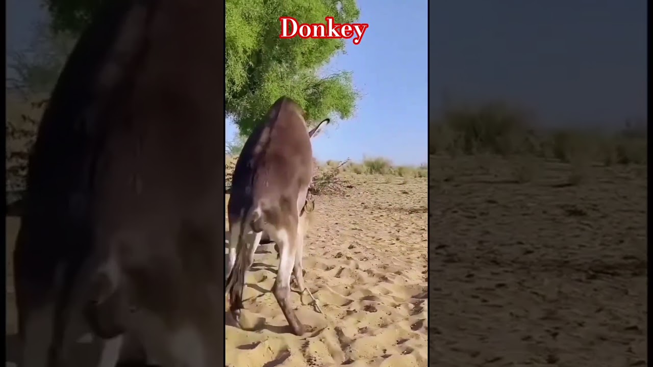 Tharparkar Desert Donkey 🐴
