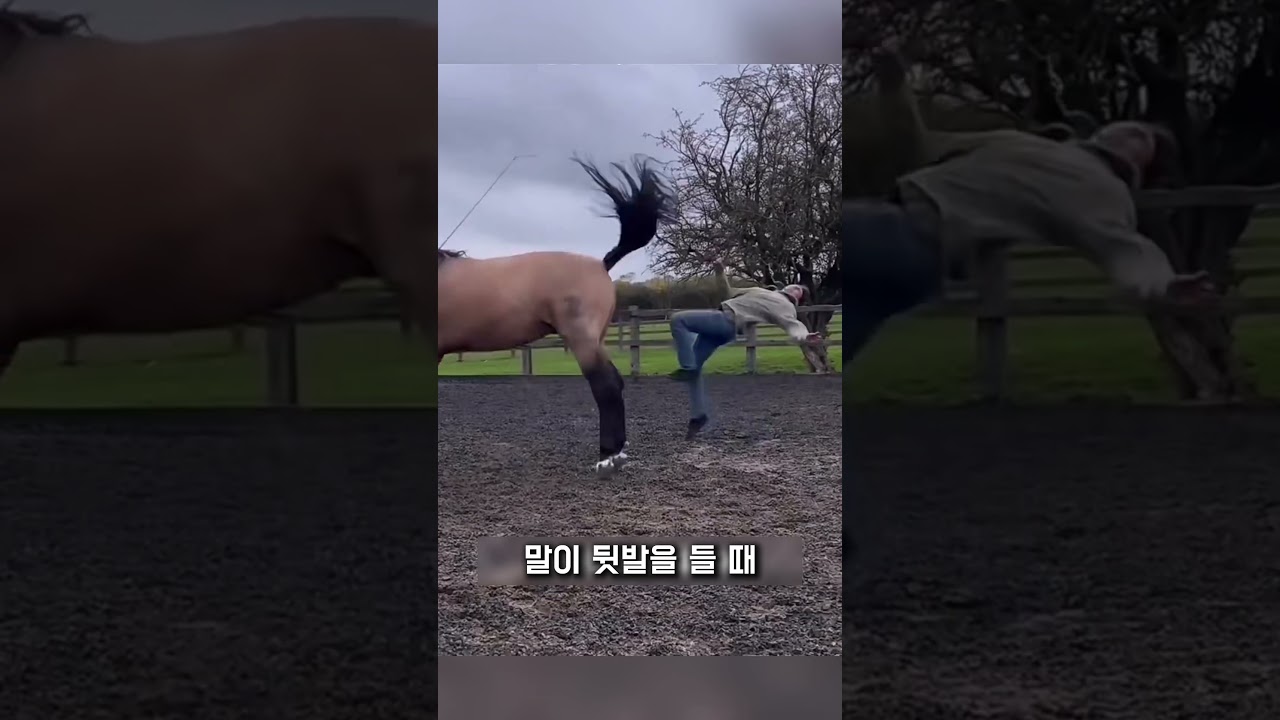 말이 화나면 어떻게 될까? 🤔