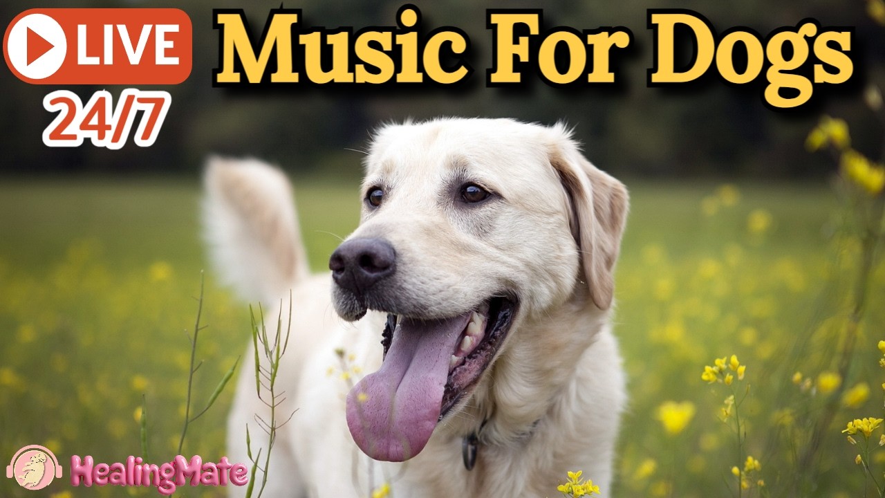 24/7 Calming Dog Music for Sleep & Anxiety 🐶