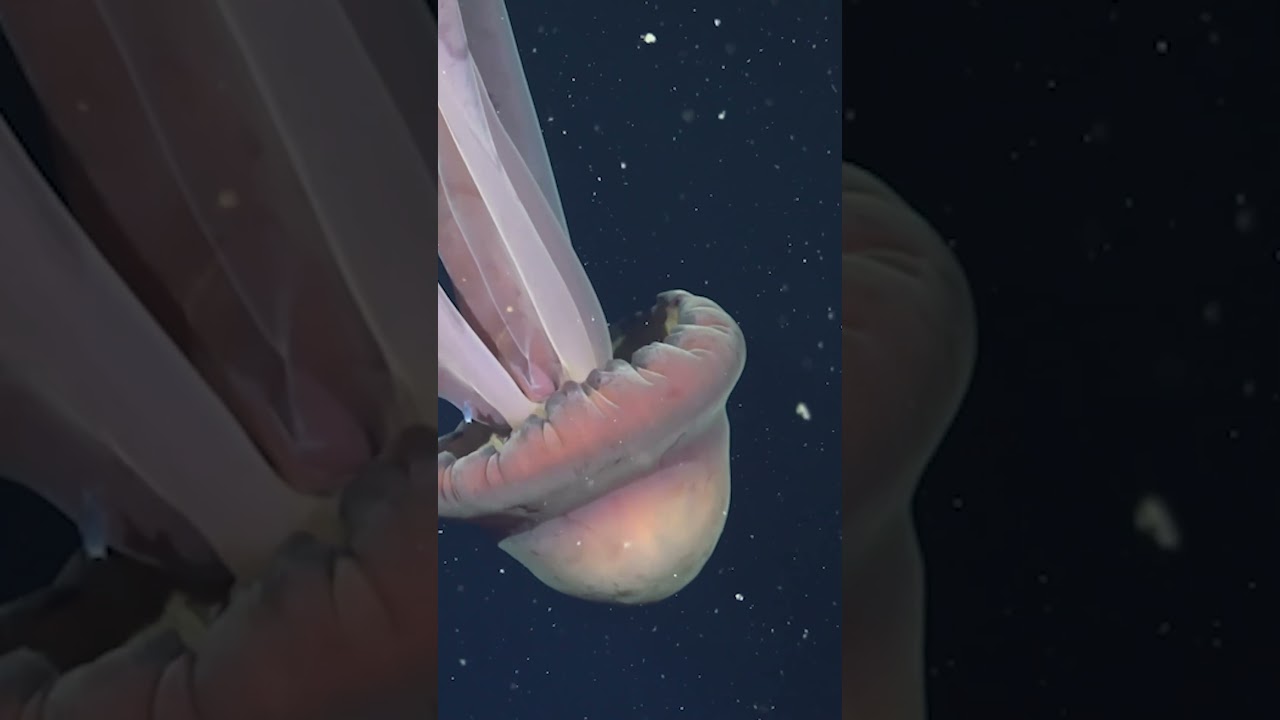 Bus-Sized Jellyfish Spotted Off Argentina 🐙