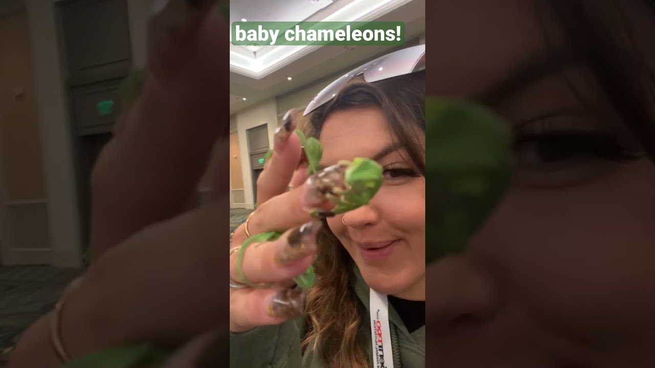 Baby Chameleon Was Safe 🦎