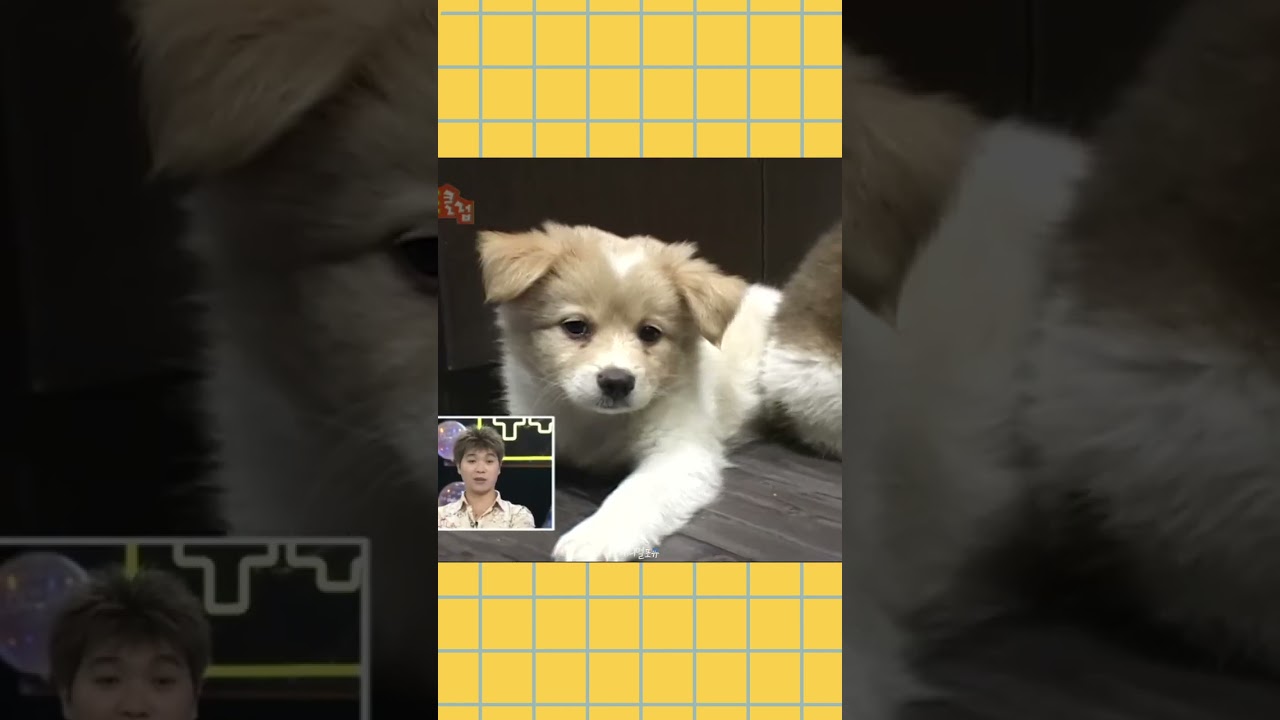 버려진 강아지들, 구조된 모습은? 🐶