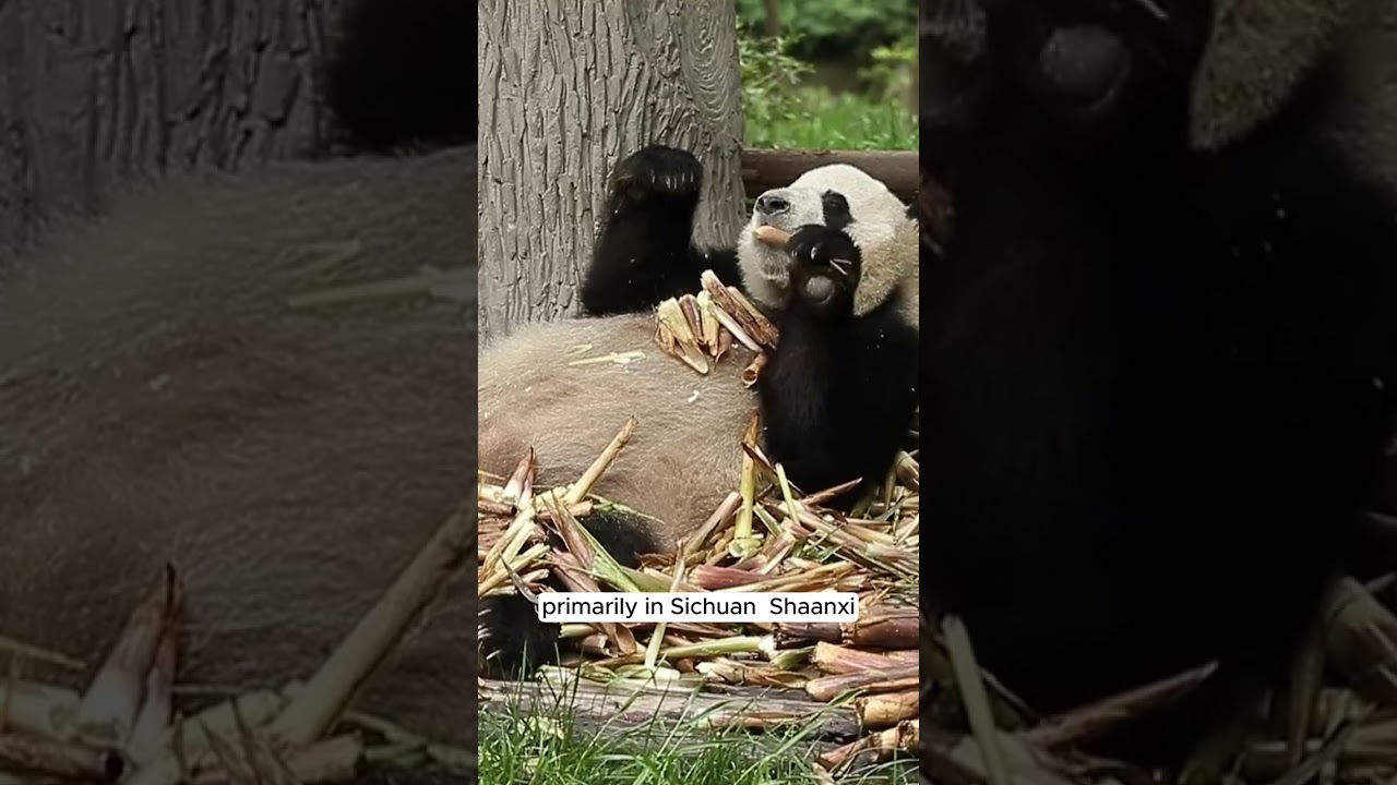 Panda Bears' Habitat in China 🌿