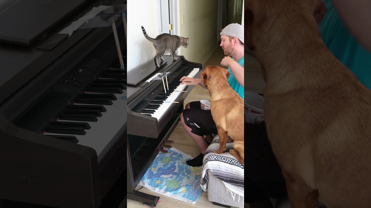 Cat and Dog Play Fur Elise