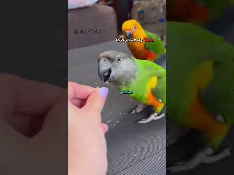 ببغاء يتكلم مدبلج😂 | #دبلجة_مضحكة #ضحك #اكسبلور #السعودية #my_kingo #كوميديا #دوبلاج #ببغاء #funny