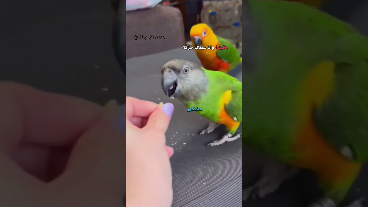 ببغاء يتكلم مدبلج 😂 | مقطع مضحك