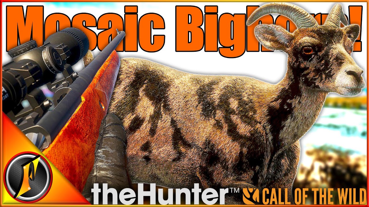 Rare Mosaic Bighorn Spotted at Rancho Del Arroyo π