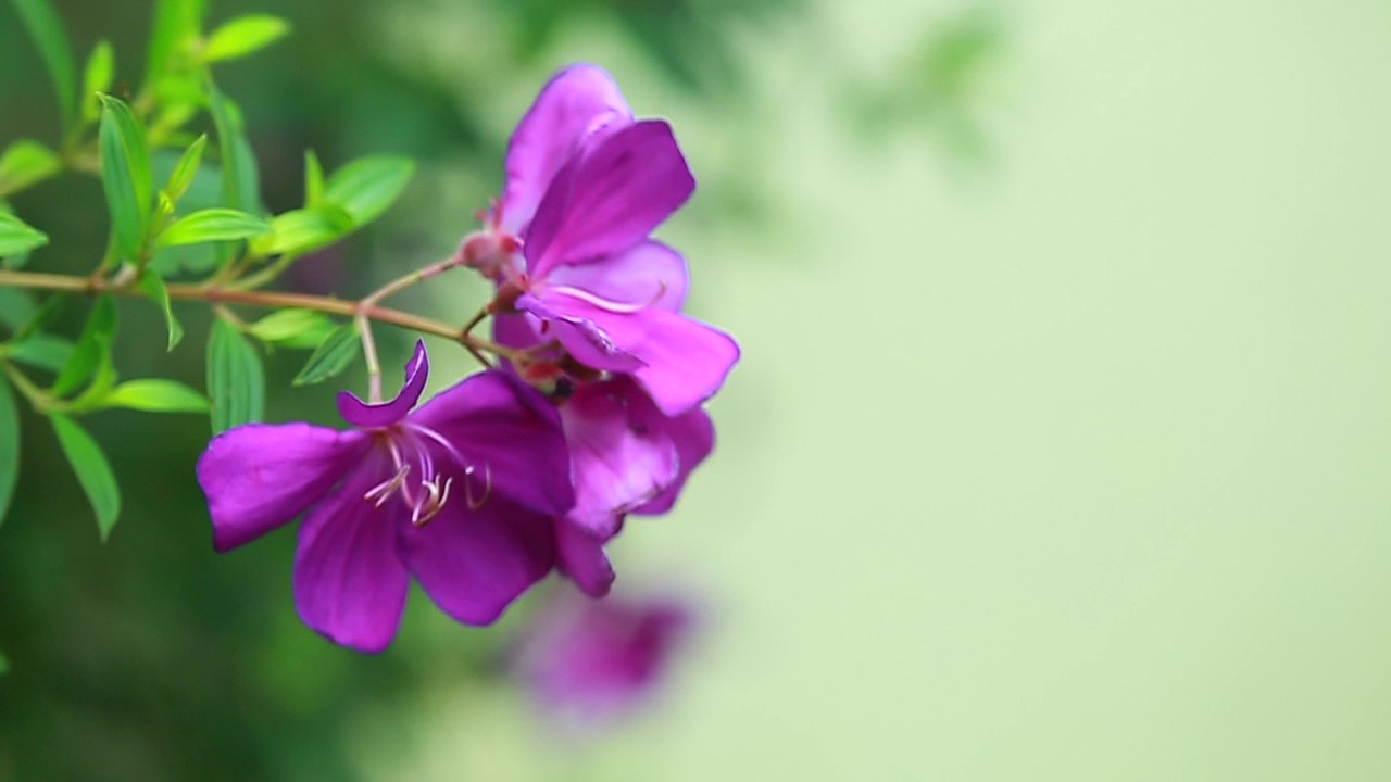 Mass Media Majlis College