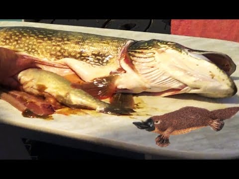 ЩУКА МОНСТР СОЖРАЛА ЗВЕРЯ 2017 ! Я НЕ ОЖИДАЛ САМАЯ БОЛЬШАЯ ЩУКА В МИРЕ АТАКУЕТ РЫБАЛКА ЛОВЛЯ ЩУКИ