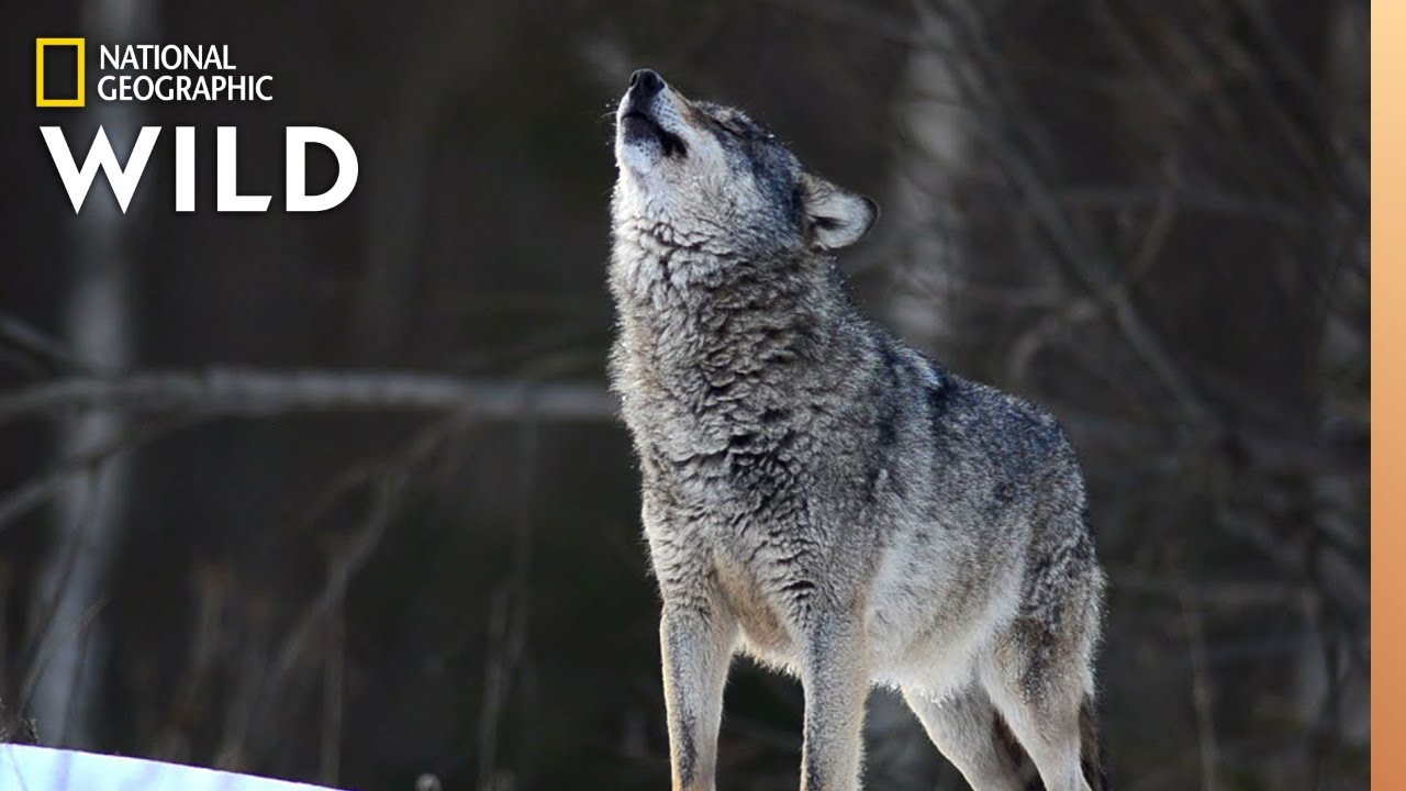 Wolves 101 | Nat Geo Wild 🐺