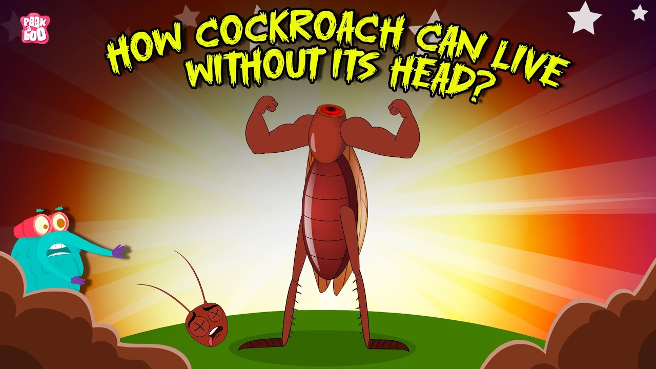 Creepiest Insect | How Cockroach Can Live Without Its Head? | Cockroach Mystery | Dr. Binocs Show