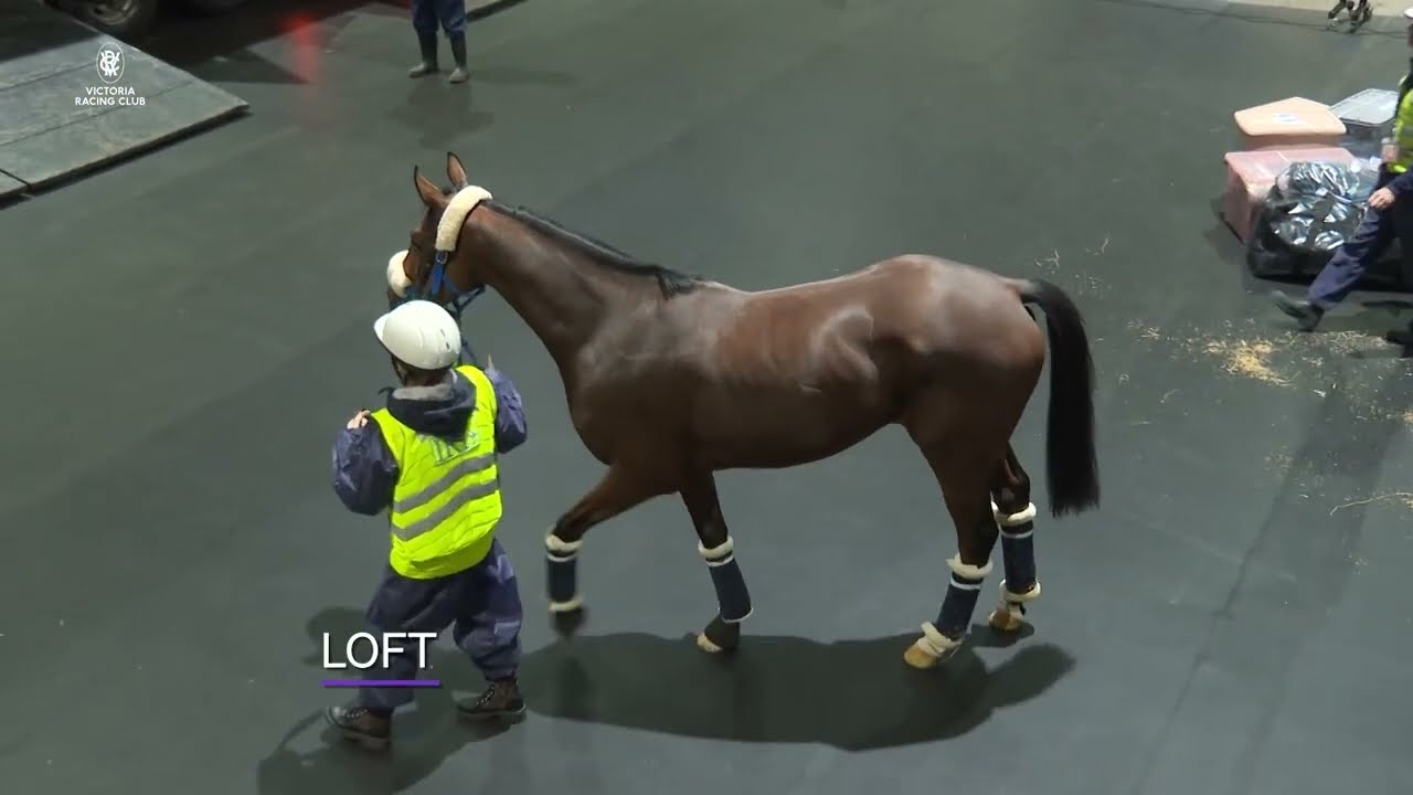 International Arrivals for this year's Melbourne Cup