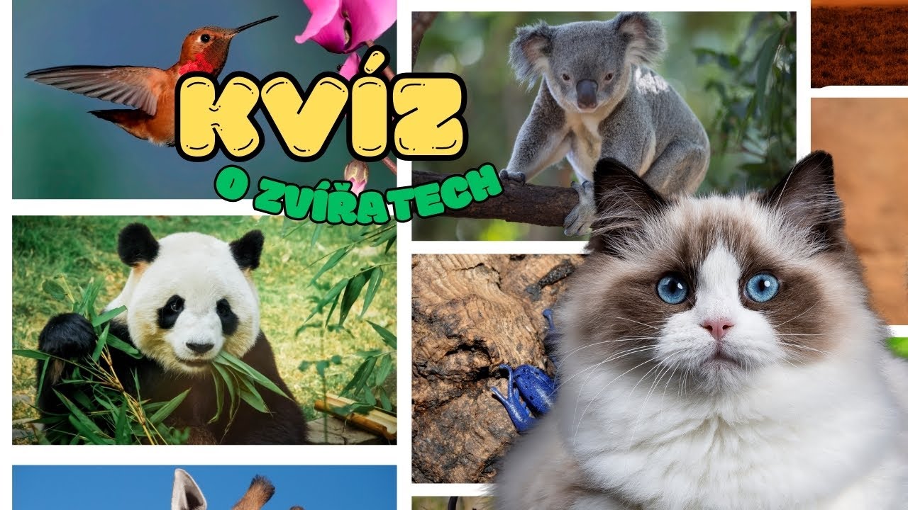 Zábavný Zvířecí Kvíz pro Děti 🐾