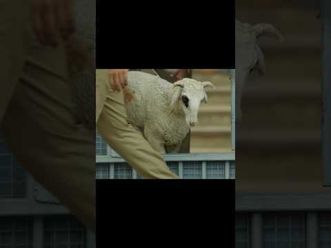 gorre puranam | గొర్రె పురాణం #suhas #gorrepuranam