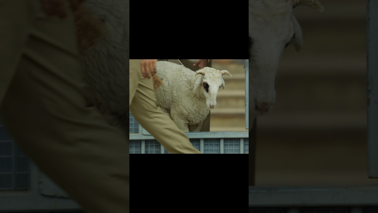 Gorre Puranam: The Fascinating Legend of Sheep | సుహాస్ #GorrePuranam 🐑