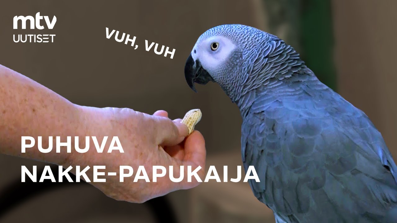 Suomen kuuluisin Nakke-papukaija yllättää puhetaidoillaan – MTV kävi sen kotona 🦜