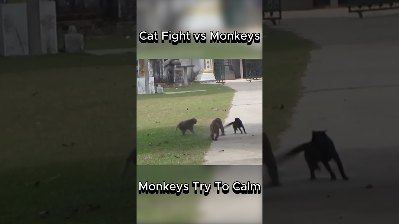 Cat Fight | Monkeys Try To Calm #cat #fighting #monkeys #animals