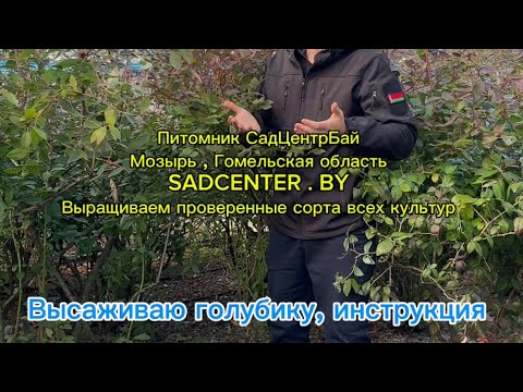 Инструкция по посадке голубики от СадЦентрБай 🌱