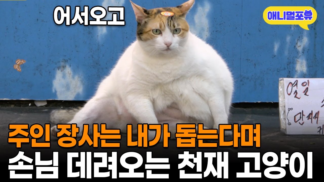 천재 고양이, 주인 대신 장사하는 레전드 🐱